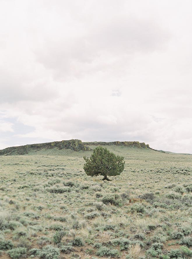 Lone Tree Hart Mountain National Antelope Refuge